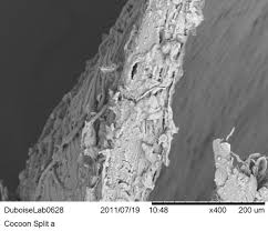 Attēlu rezultāti vaicājumam “Diprionidae cocoon”