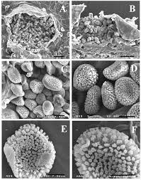 Attēlu rezultāti vaicājumam “Coleosporium sp.”