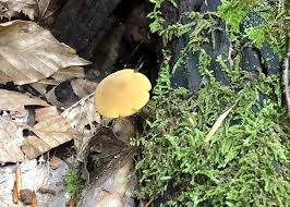 Attēlu rezultāti vaicājumam “Enteridium olivaceum”