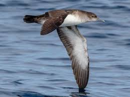 Image result for Puffinus puffinus