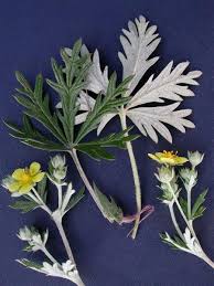 Attēlu rezultāti vaicājumam “Potentilla argentea flower”