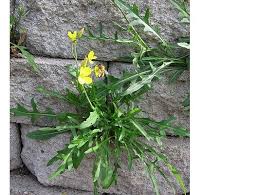 Image result for Diplotaxis tenuifolia