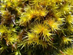 Attēlu rezultāti vaicājumam “Racomitrium heterostichum”