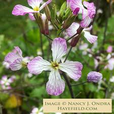 Attēlu rezultāti vaicājumam “Raphanus sativus flower”