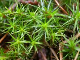 Attēlu rezultāti vaicājumam “Cladopodiella francisci macro”