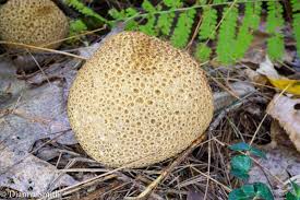 Attēlu rezultāti vaicājumam “Scleroderma citrinum”