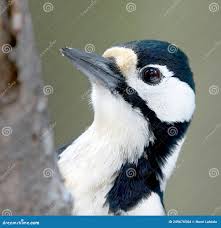 Attēlu rezultāti vaicājumam “Dendrocopos major female”