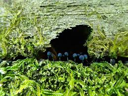 Attēlu rezultāti vaicājumam “Lamproderma debile sessile”