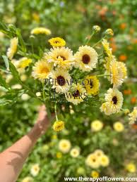 Attēlu rezultāti vaicājumam “Calendula officinalis flower”