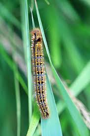Attēlu rezultāti vaicājumam “Euthrix potatoria imago”