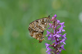 Attēlu rezultāti vaicājumam “Mellicta athalia underside”