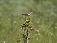 Attēlu rezultāti vaicājumam “Tringa glareola adult”