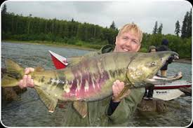 Image result for Oncorhynchus keta