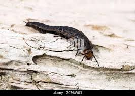 Attēlu rezultāti vaicājumam “Silpha obscura larva”