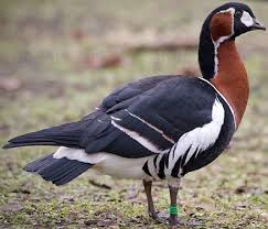 Attēlu rezultāti vaicājumam “Branta ruficollis adult”