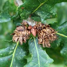 Attēlu rezultāti vaicājumam “Andricus foecundatrix”