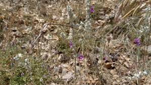 Attēlu rezultāti vaicājumam “Filago arvensis”