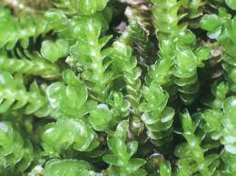 Attēlu rezultāti vaicājumam “Nardia geoscyphus”