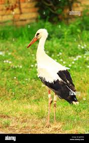 Attēlu rezultāti vaicājumam “Ciconia ciconia juvenile”