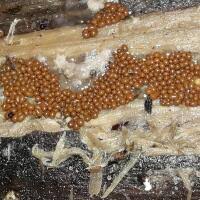 Attēlu rezultāti vaicājumam “Oligonema favogineum”