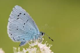 Attēlu rezultāti vaicājumam “Celastrina argiolus underside”