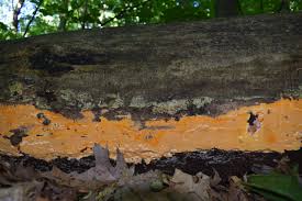 Attēlu rezultāti vaicājumam “Ceriporia purpurea”