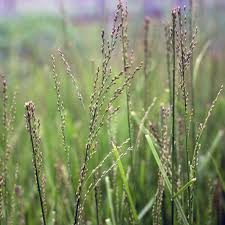 Attēlu rezultāti vaicājumam “Glyceria striata fruit”