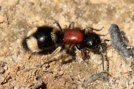 Attēlu rezultāti vaicājumam “Mutilla europaea”