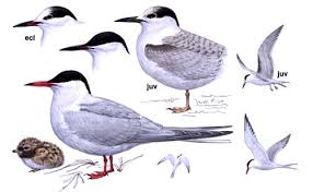 Attēlu rezultāti vaicājumam “Sterna”