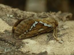 Attēlu rezultāti vaicājumam “Hepialus lupulinus”