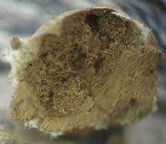 Attēlu rezultāti vaicājumam “Lycogala cf. oleocrystalliferum sessile”