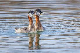 Image result for Podiceps grisegena