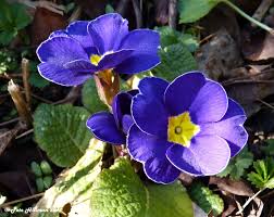 Attēlu rezultāti vaicājumam “Primulaceae”