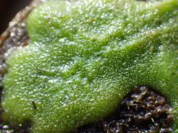 Attēlu rezultāti vaicājumam “Spongilla lacustris”