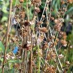 Attēlu rezultāti vaicājumam “Juncus alpinoarticulatus fruit”