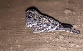 Attēlu rezultāti vaicājumam “Caprimulgus europaeus”