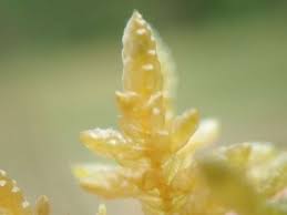 Attēlu rezultāti vaicājumam “Pseudoscleropodium purum”