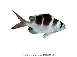 Image result for Monotaxis grandoculis