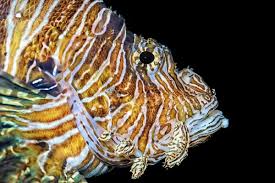 Image result for Pterois miles