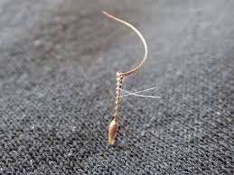 Attēlu rezultāti vaicājumam “Erodium cicutarium fruit”