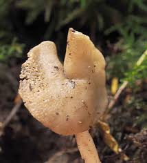 Attēlu rezultāti vaicājumam “Helvella elastica”