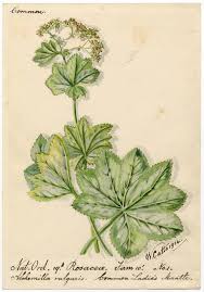 Image result for Alchemilla vulgaris