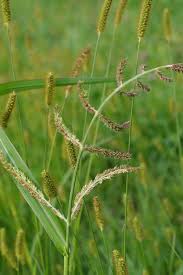 Attēlu rezultāti vaicājumam “Echinochloa crus-galli fruit”