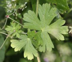 Attēlu rezultāti vaicājumam “Geranium pyrenaicum leaf”