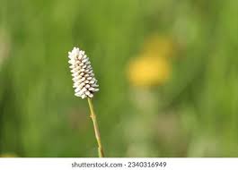 Attēlu rezultāti vaicājumam “Plantago media bud”