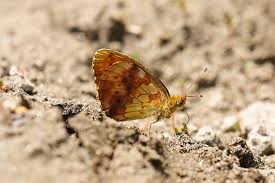 Attēlu rezultāti vaicājumam “Brenthis ino upperside”