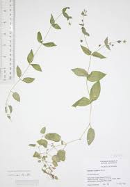 Attēlu rezultāti vaicājumam “Myosoton aquaticum”