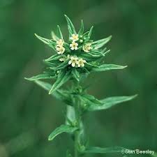 Attēlu rezultāti vaicājumam “Lithospermum officinale”