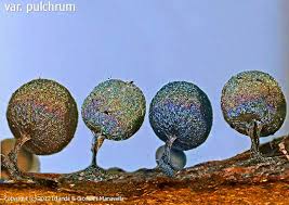 Attēlu rezultāti vaicājumam “Lamproderma violaceum spores”