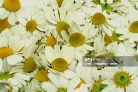 Image result for Matricaria recutita (chamomilla)